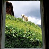 Nr. 19 Kuh auf der Alpe Sera